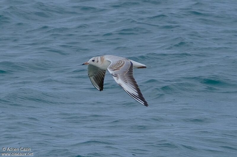 Black-headed Gullimmature