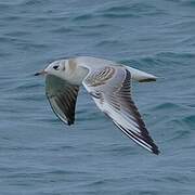 Mouette rieuse