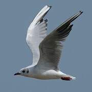 Black-headed Gull