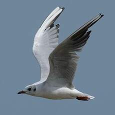 Mouette rieuse