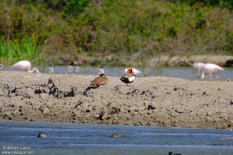 Red-crested Pochardadult breeding