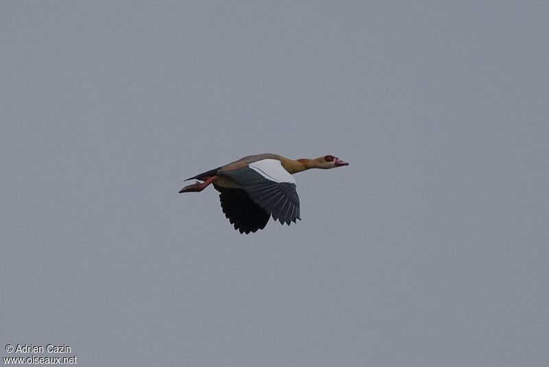 Egyptian Gooseadult, Flight