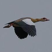 Egyptian Goose