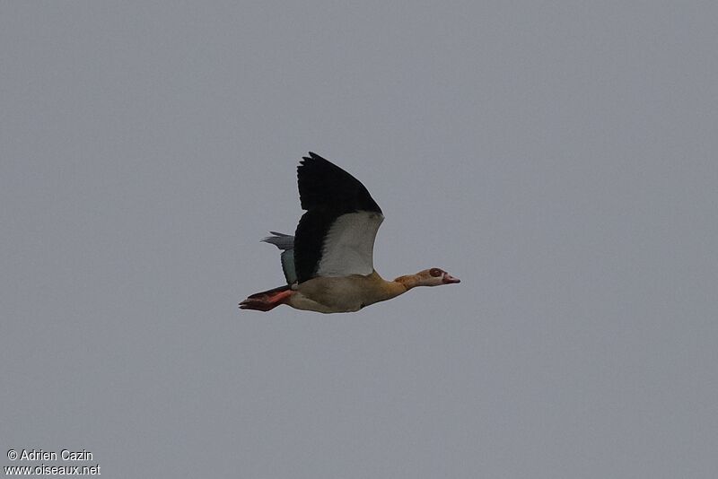 Egyptian Gooseadult, Flight