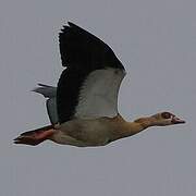 Egyptian Goose