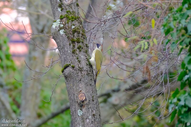 European Green Woodpecker female adult