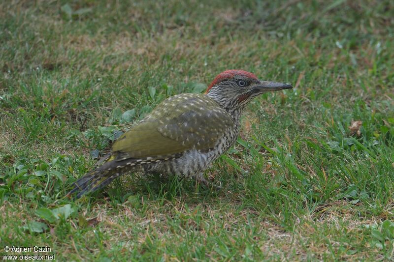 European Green Woodpecker male juvenile, identification