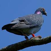 Pigeon biset