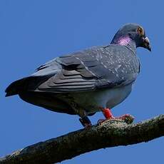 Pigeon biset