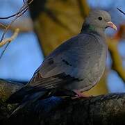 Pigeon colombin