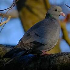 Pigeon colombin