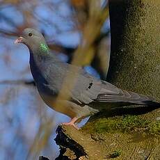 Pigeon colombin