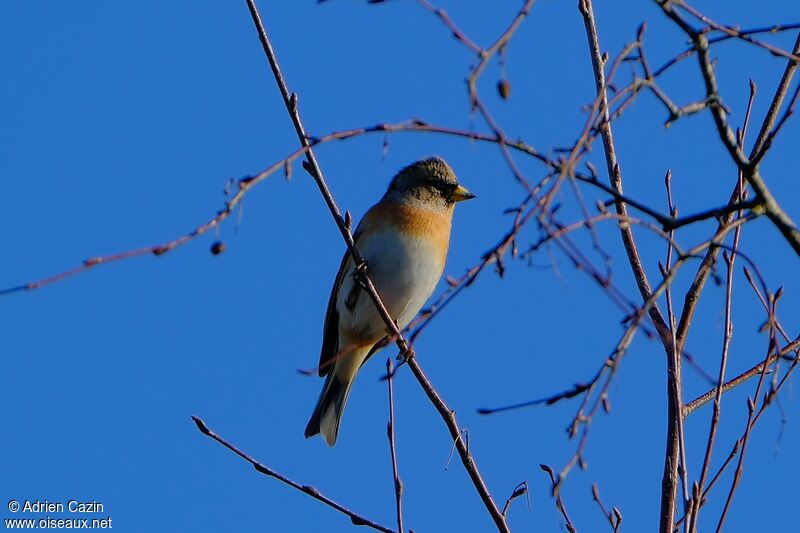 Brambling male adult post breeding