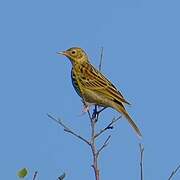 Tree Pipit