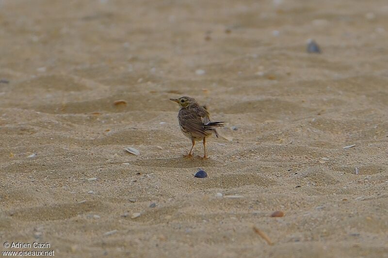 Meadow Pipit