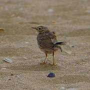 Meadow Pipit