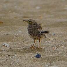 Pipit farlouse