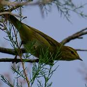 Willow Warbler