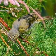 Common Chiffchaff