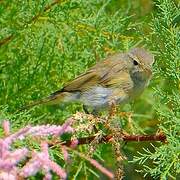 Common Chiffchaff