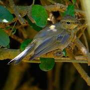 Common Chiffchaff