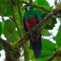 Quetzal doré