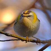 Common Firecrest