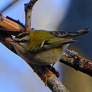 Common Firecrest