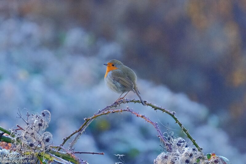 European Robinadult