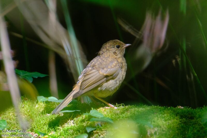 Rougegorge familierjuvénile, identification