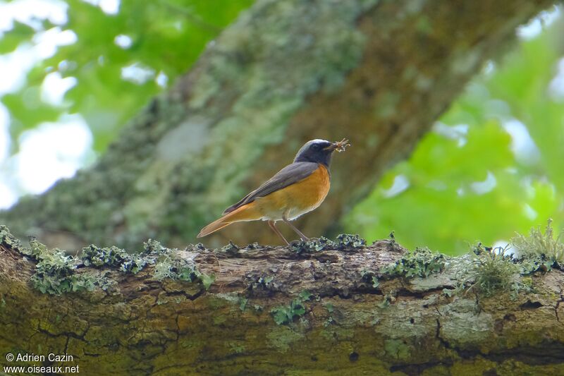 Common Redstart male adult