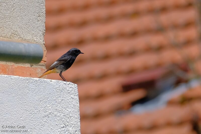 Black Redstart male adult