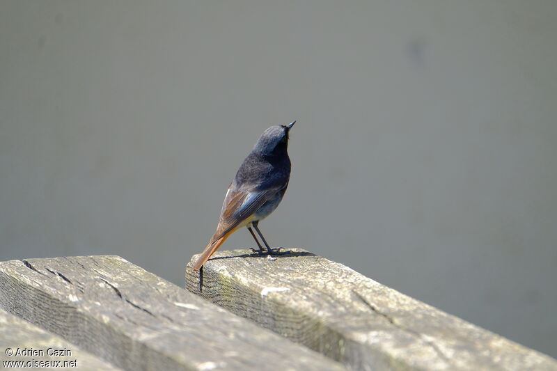 Black Redstart male adult