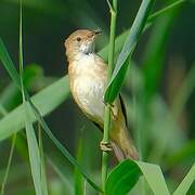 Common Reed Warbler