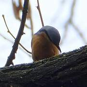 Eurasian Nuthatch