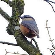 Eurasian Nuthatch