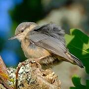 Eurasian Nuthatch