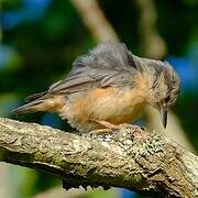 Eurasian Nuthatch