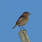 European Stonechat