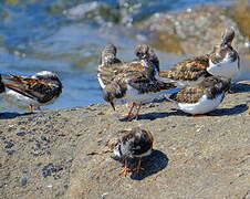 Ruddy Turnstone