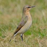 Northern Wheatear