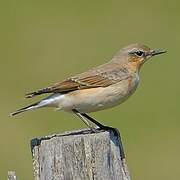 Northern Wheatear