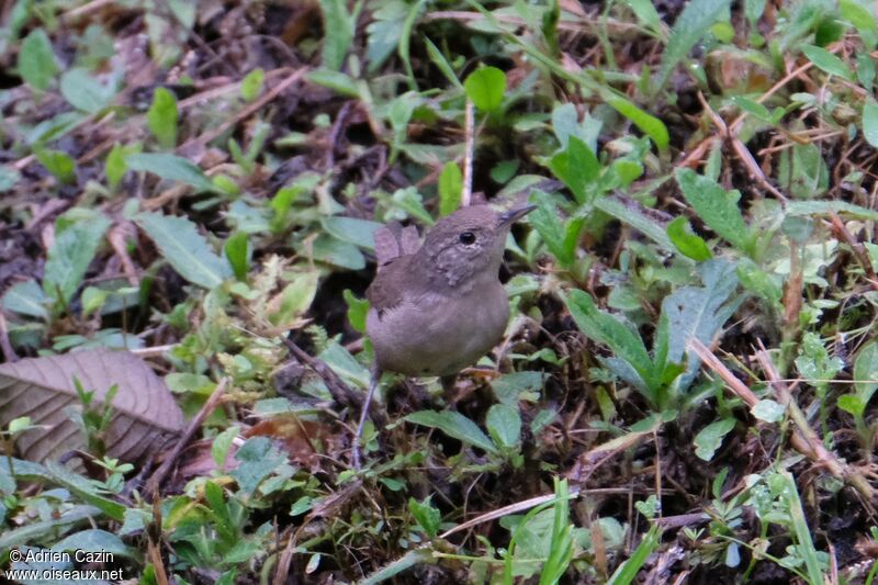 Troglodyte austral