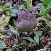 Southern House Wren