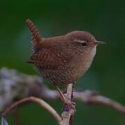 Eurasian Wren