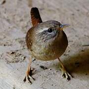 Eurasian Wren