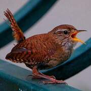 Eurasian Wren