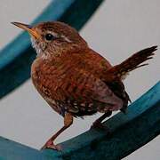 Eurasian Wren