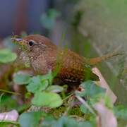 Eurasian Wren