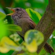 Eurasian Wren